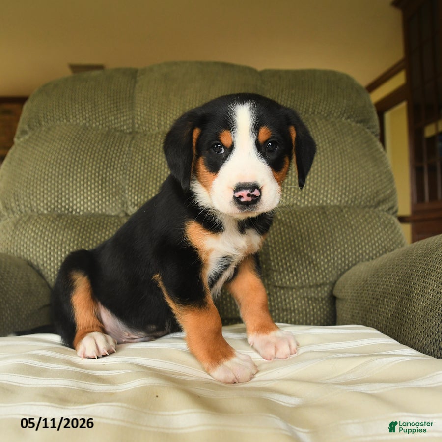 Greater Swiss Mountain Dog dogs Cooper - Ad 1