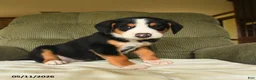 Greater Swiss Mountain Dog dogs for sale: Cooper - Ad 1