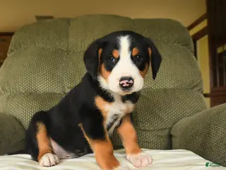 Greater Swiss Mountain Dog dogs for sale: Cooper - Ad 3