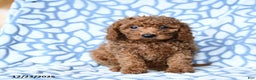 Mini Goldendoodle dogs for sale: Coffee - Ad 4