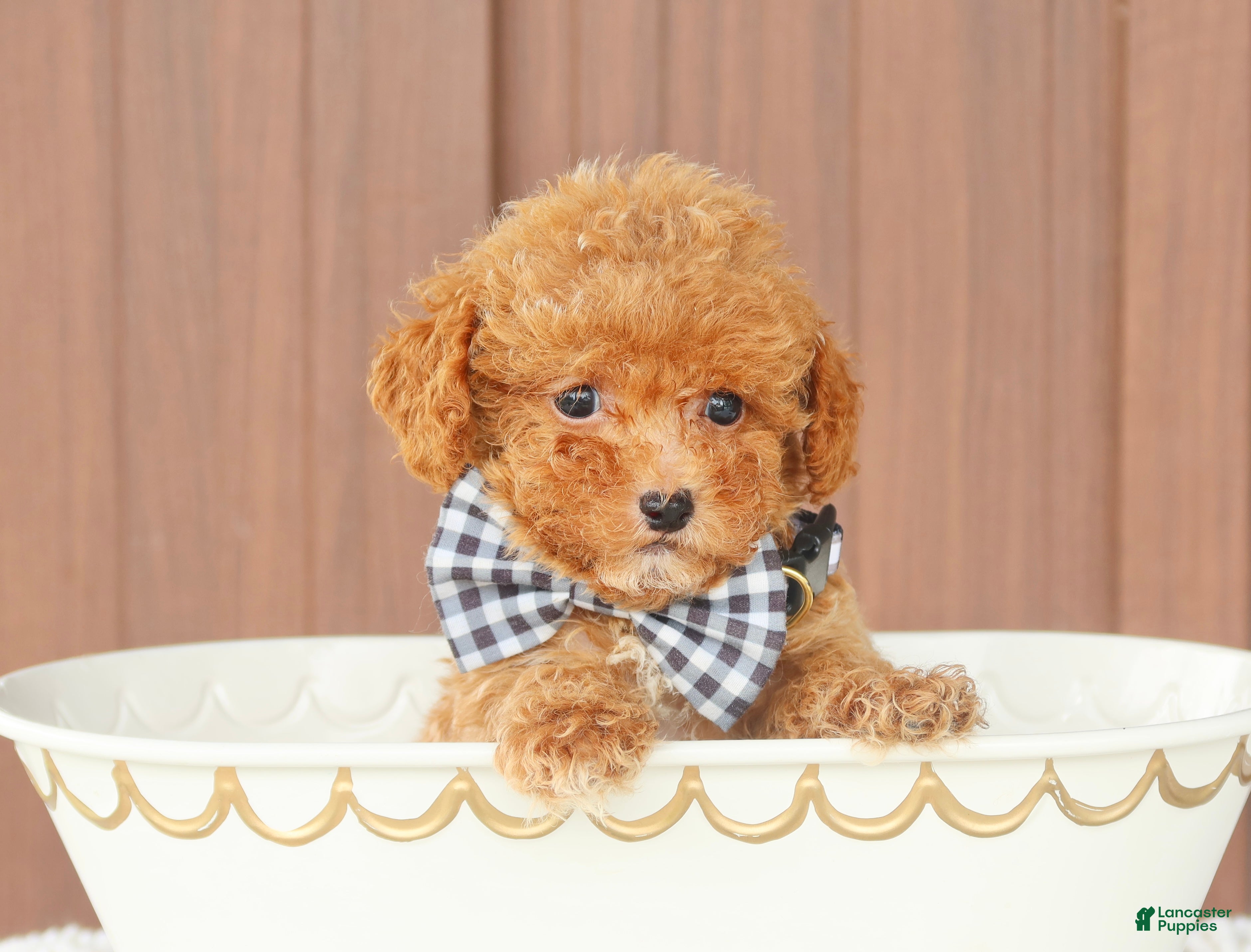 Toy Poodle dogs Maple - Ad 1