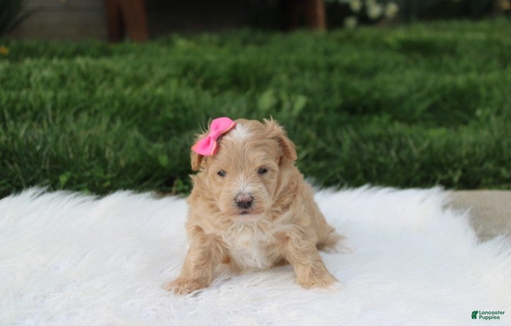 Maltipoo dogs Bonnie  - Ad 1