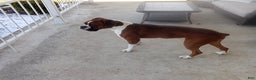 Boxer dogs for sale: Snowy - Ad 6