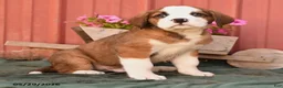 Mixed Breed dogs for sale: King - Ad 2