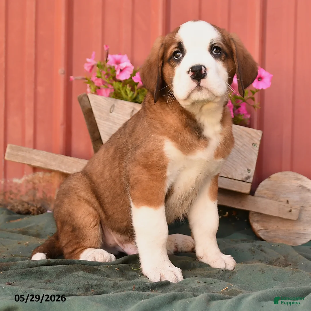 Mixed Breed dogs for sale: King - Ad 2