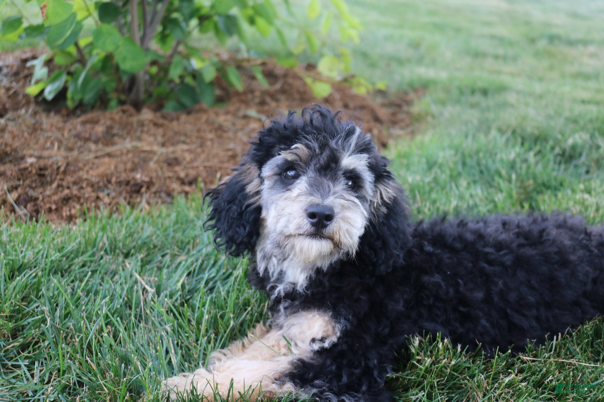 Toy Poodle dogs Silver - Ad 1