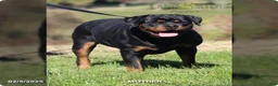 Rottweiler dogs for sale: Hailey - Ad 10
