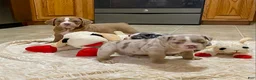 English Bulldog dogs for sale: Lover Boy - Ad 6