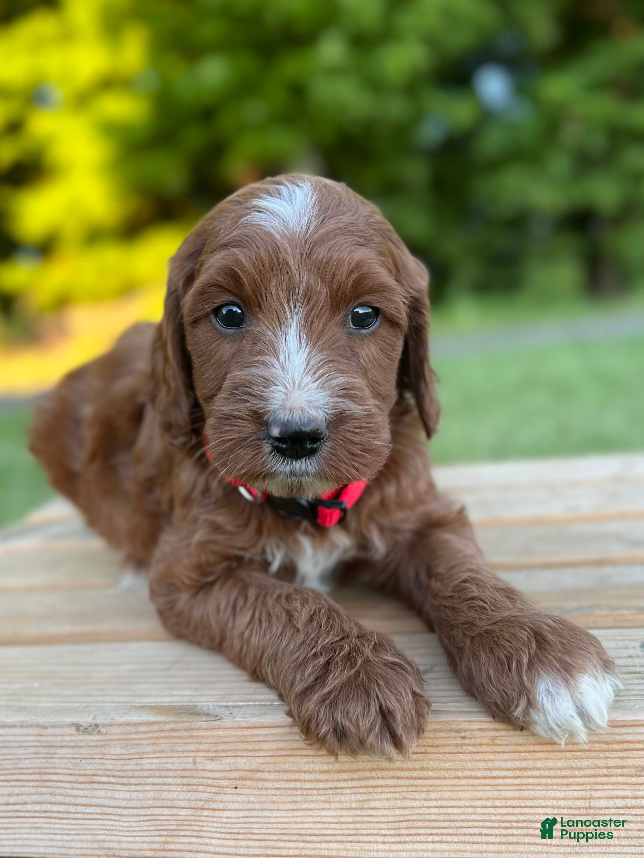 Irish Doodle dogs Hazel - Ad 1