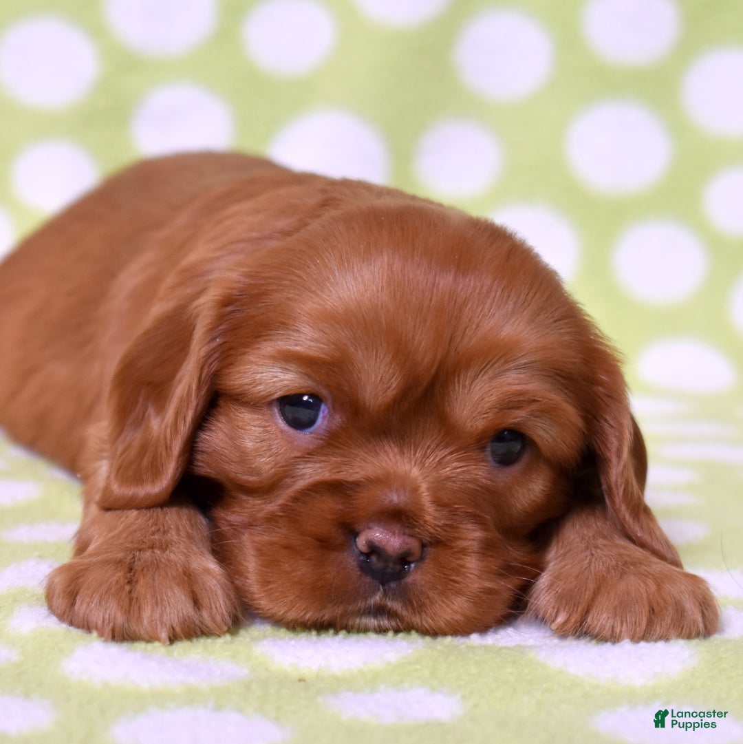 Cavalier King Charles Spaniel dogs for sale: Kenzie  - Ad 1