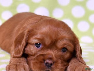 Cavalier King Charles Spaniel dogs Kenzie - Ad 13