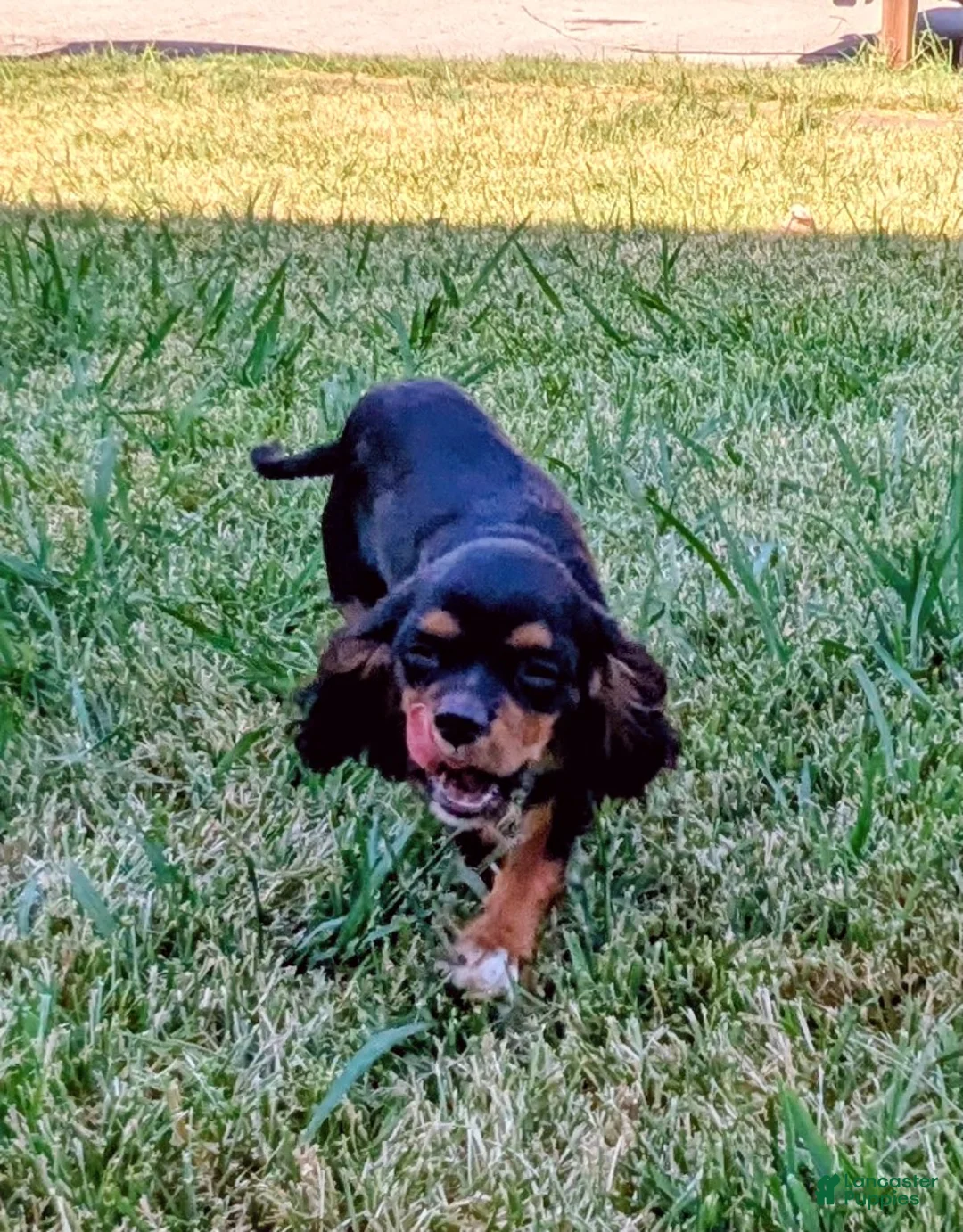Cavalier King Charles Spaniel dogs for sale: Blue - Ad 2
