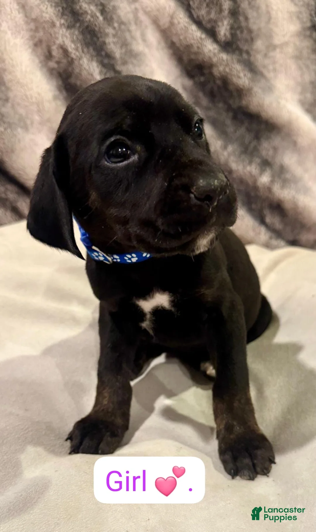 Mixed Breed dogs for sale: Pink - Ad 10