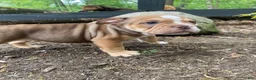 Mixed Breed dogs for sale: Tank - Ad 4