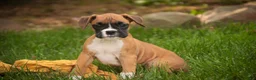 Boxer dogs for sale: Gemma - Ad 4