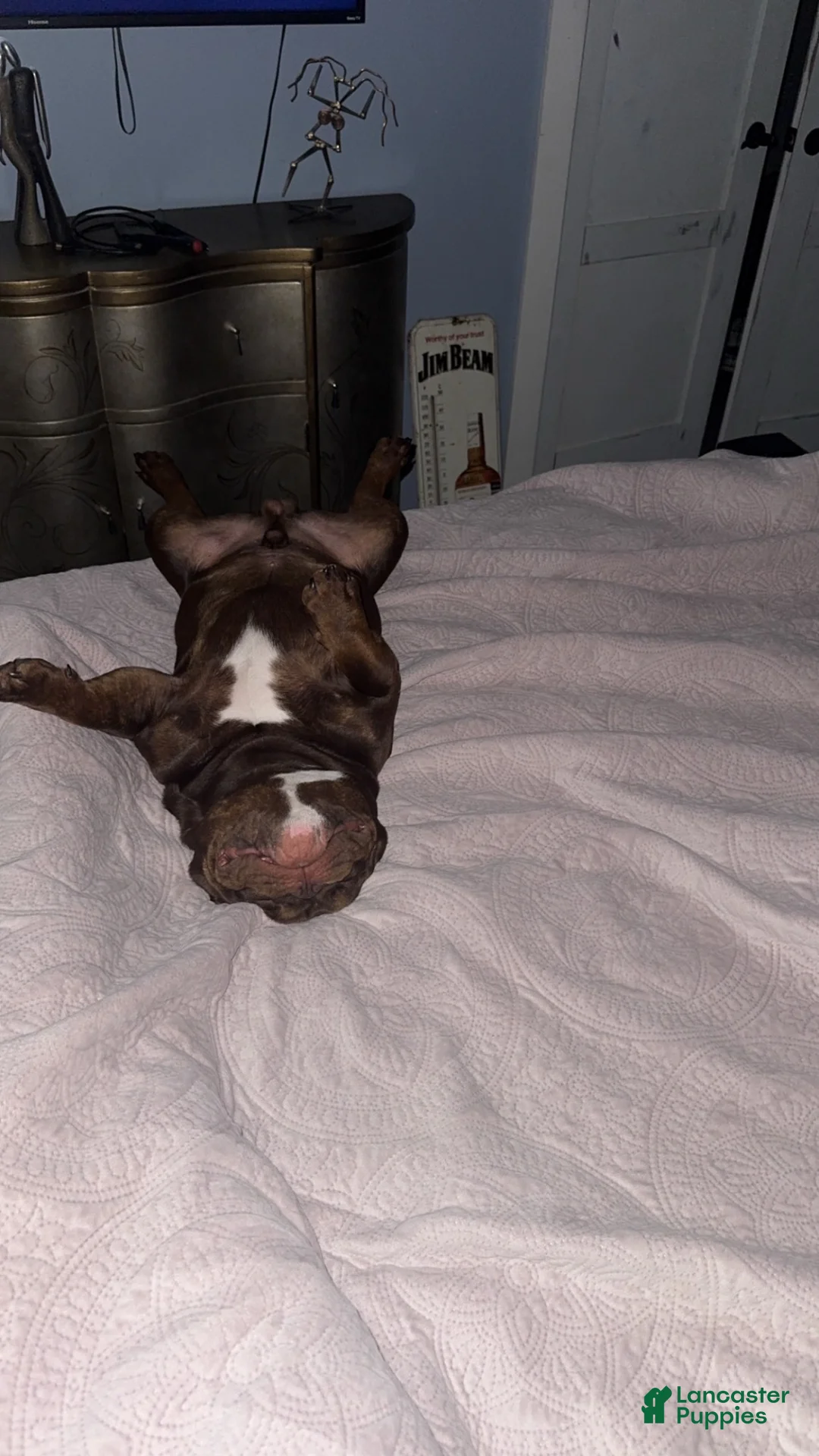 American Bully dogs for sale: American Bully  - Ad 8