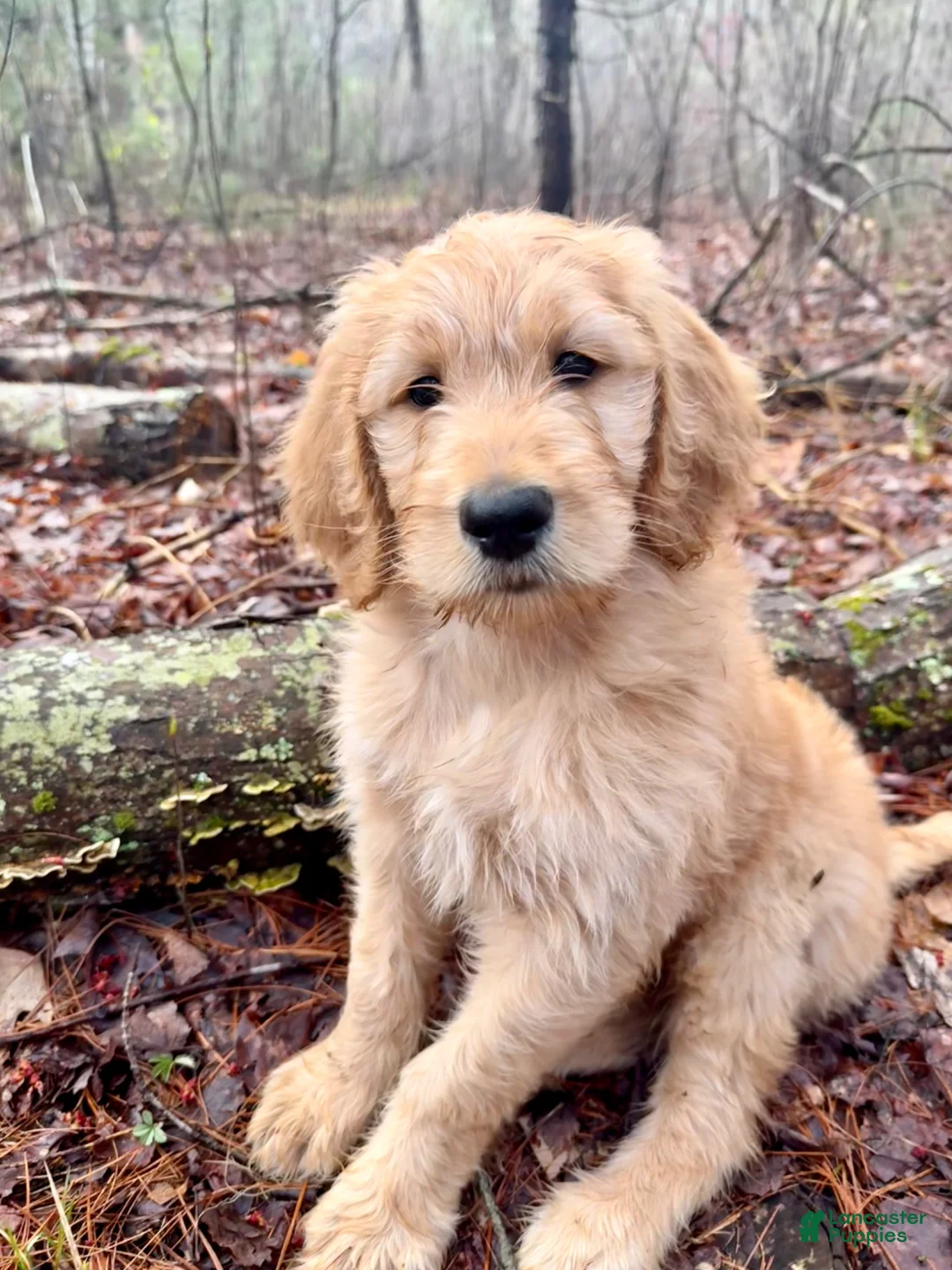 Double Doodle dogs for sale: Double Doodle Puppy 1 - Ad 2