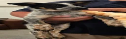 Mixed Breed dogs for sale: Bear - Ad 7