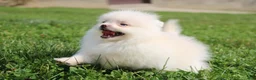 Pomeranian dogs for sale: Mochi - Ad 14