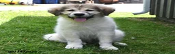 Mixed Breed dogs for sale: Bowan - Ad 3