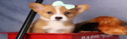 Welsh Corgi Pembroke dogs for sale: Bently💙 - Ad 15