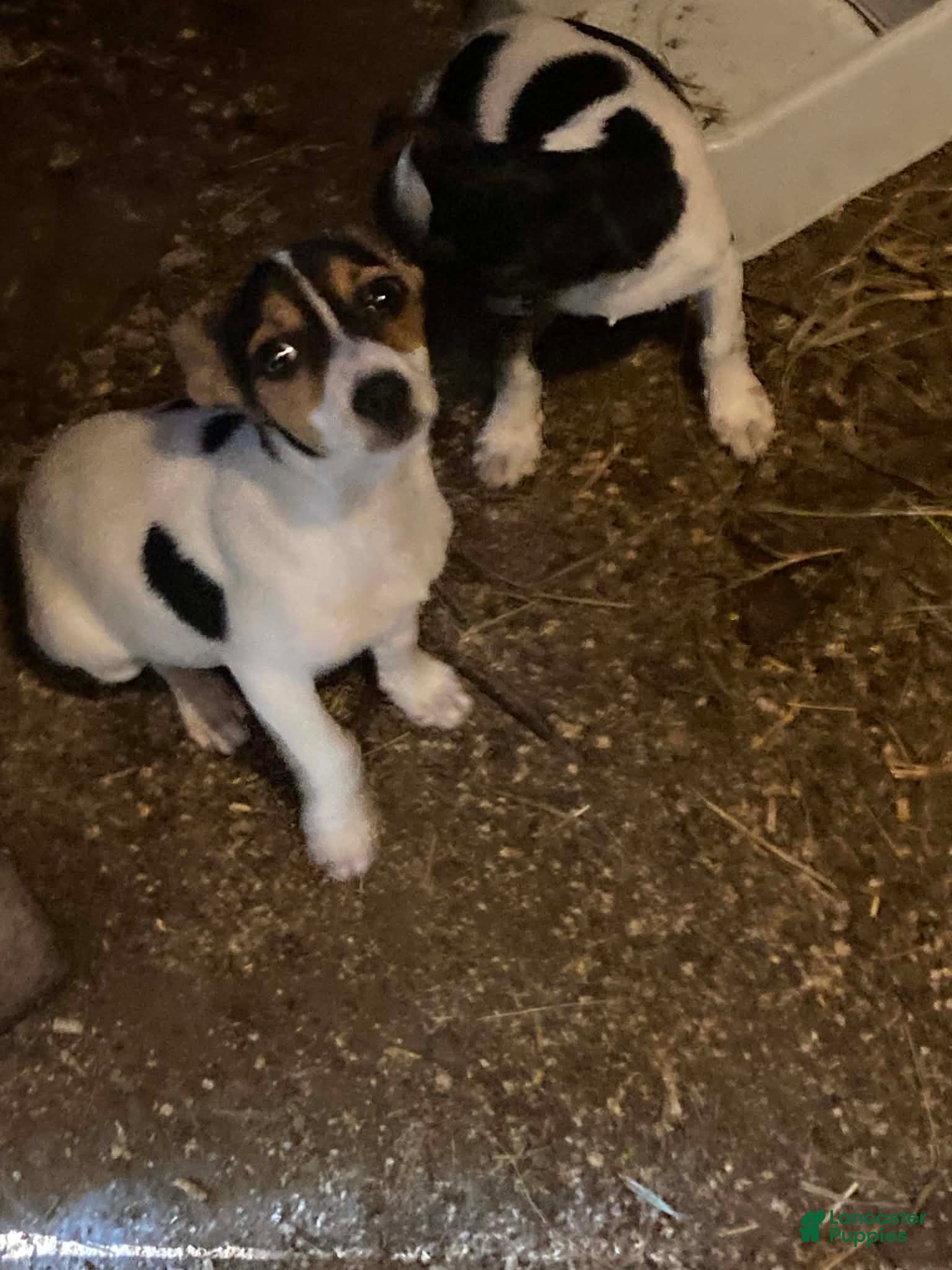 Rat Terrier dogs Rat Terrier 2 - Ad 12