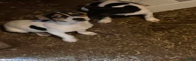 Rat Terrier 2