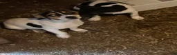 Rat Terrier dogs for sale: Rat Terrier 2 - Ad 1