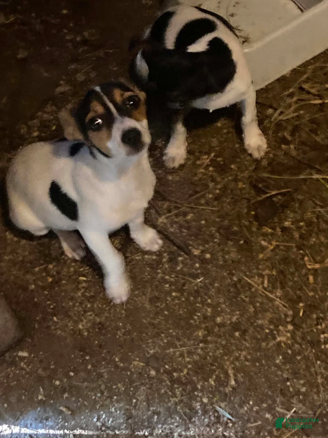 Rat Terrier dogs for sale: Rat Terrier 2 - Ad 1