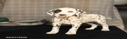 Dalmatian dogs for sale: Daisy - Ad 3