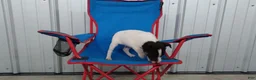 Jack Russell Terrier dogs for sale: Ella - Ad 6