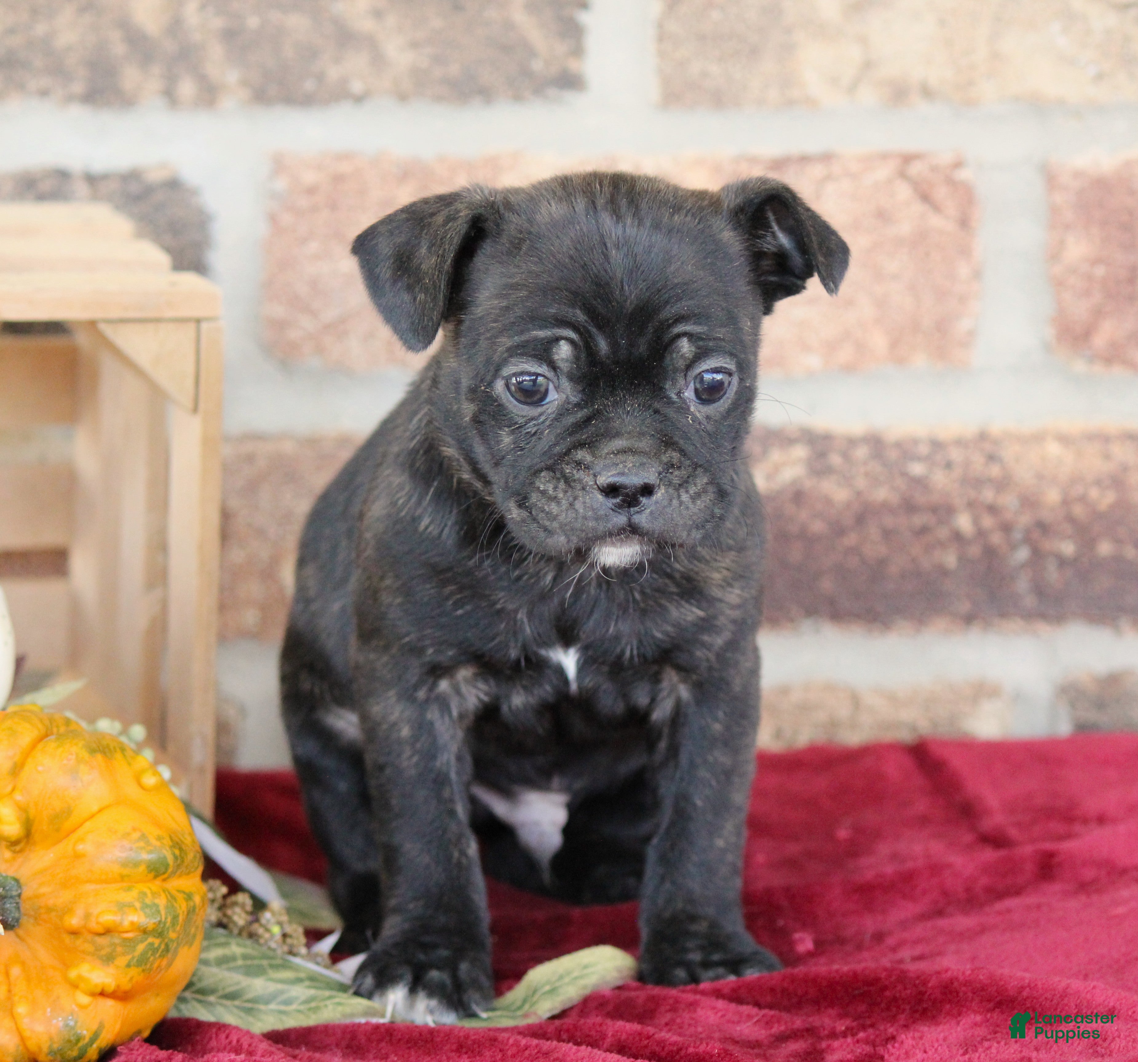 Mixed Breed dogs Duke - Ad 22