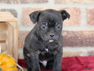 Mixed Breed dogs Duke - Ad 25