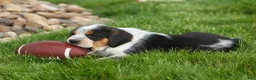 Beagle dogs for sale: Cruz  - Ad 14