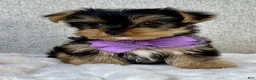 Yorkshire Terrier dogs for sale: Daisy - Ad 3