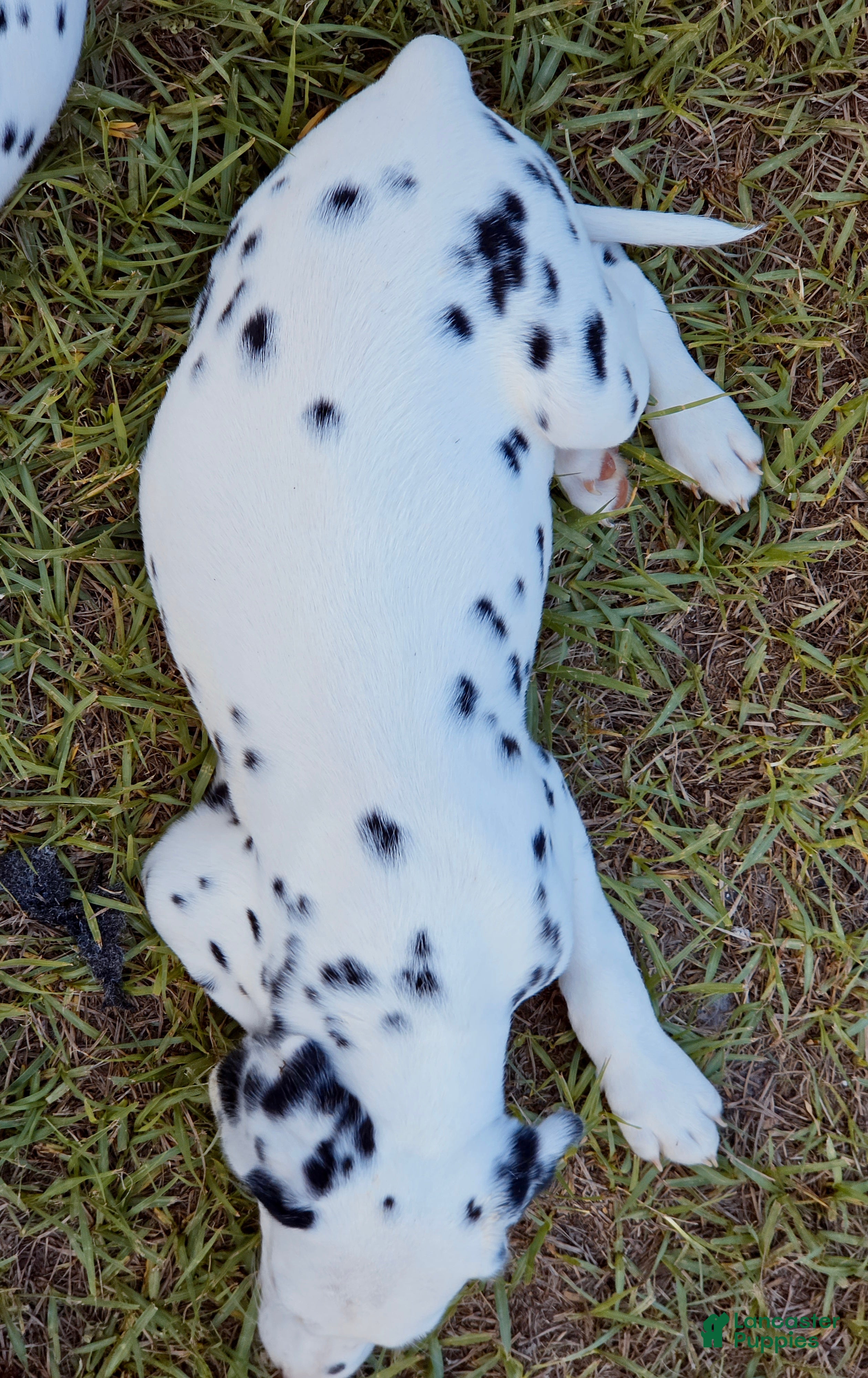 Dalmatian dogs Paige - Ad 2