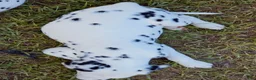 Dalmatian dogs for sale: Paige - Ad 2