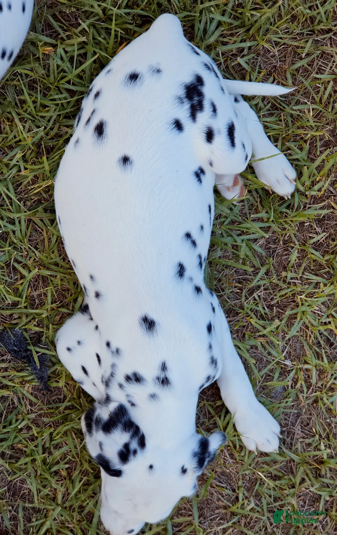 Dalmatian dogs for sale: Paige - Ad 2