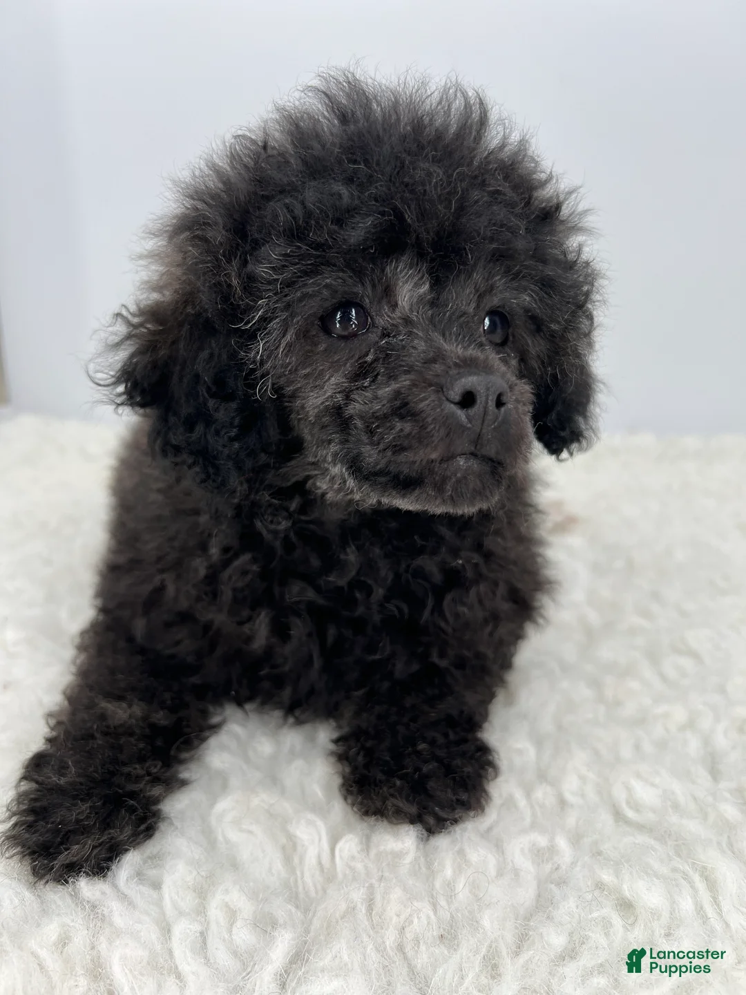 Toy Poodle dogs for sale: Leo toy poodle  - Ad 6