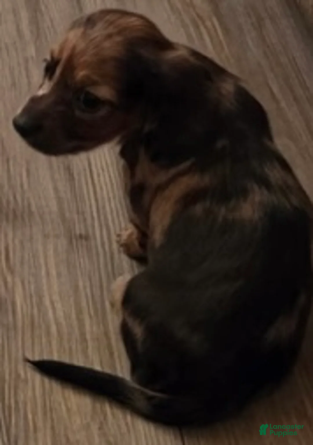 Miniature Dachshund dogs for sale: Miniature Dachshund Puppy 1 - Ad 6