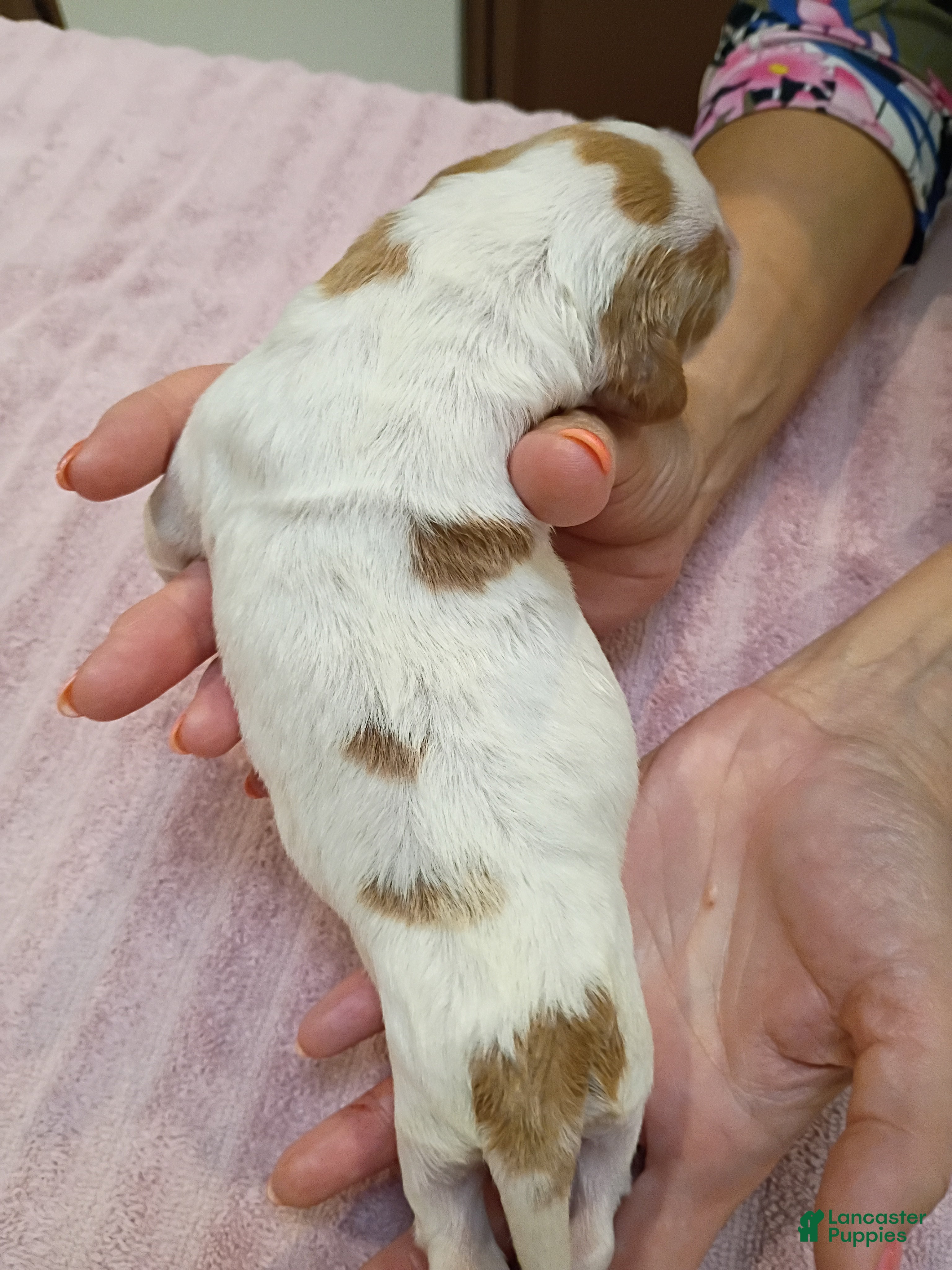 Brittany Spaniel dogs Brittany Spaniel 3 - Ad 1