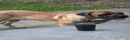 English Mastiff dogs for sale: English Mastiff 2 - Ad 4