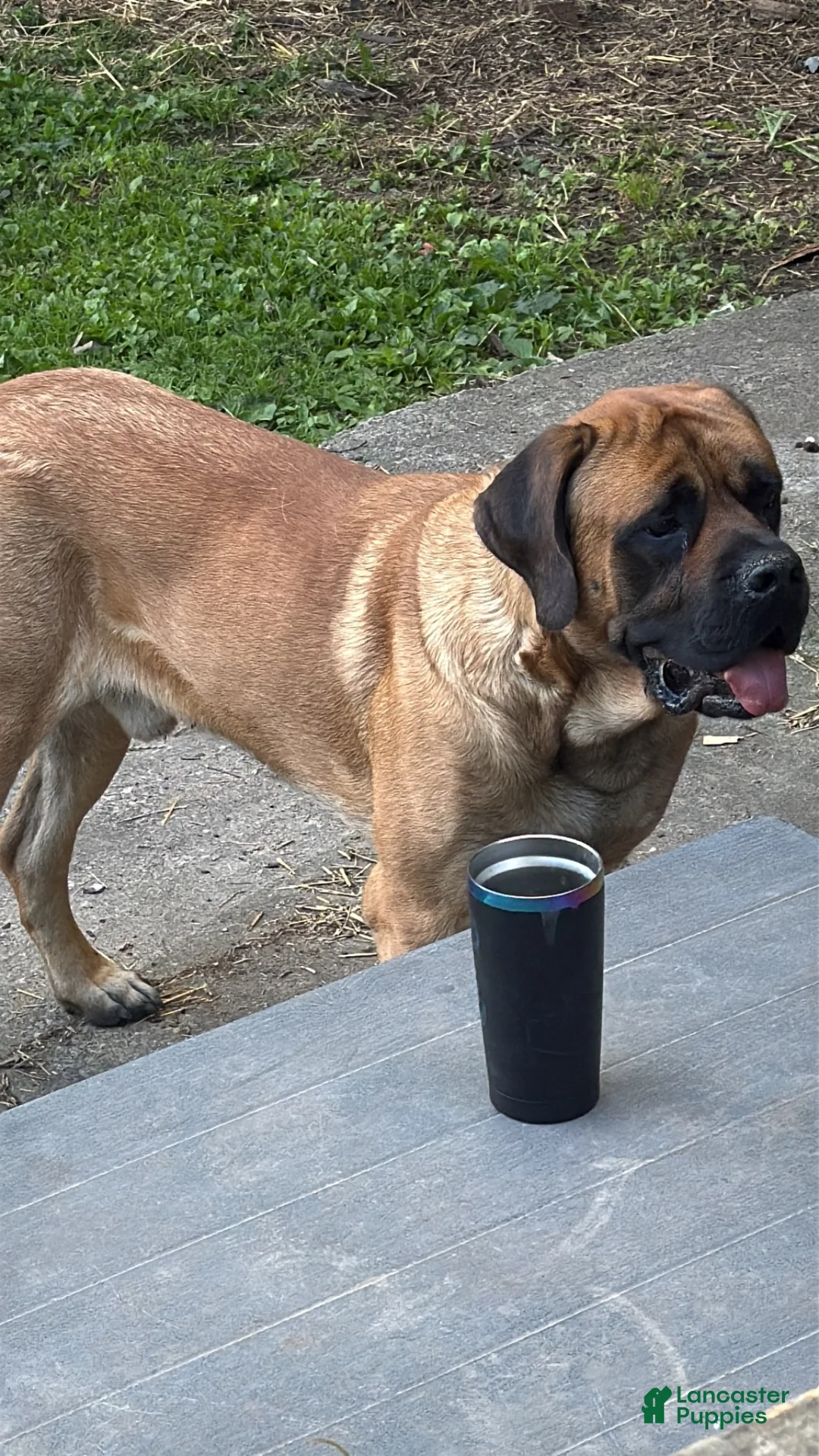 English Mastiff dogs for sale: English Mastiff 2 - Ad 4