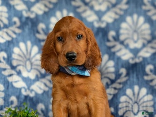 Irish Setter dogs - Ad 16