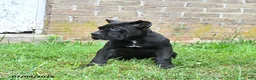 Cane Corso dogs for sale: Diamond - Ad 4