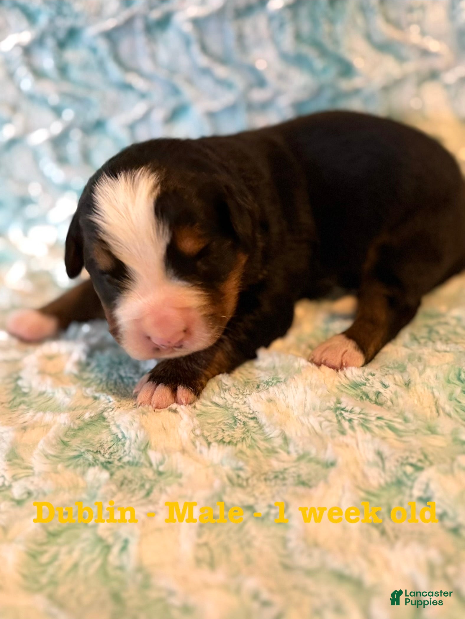 Bernese Mountain Dog dogs Dublin - Ad 5