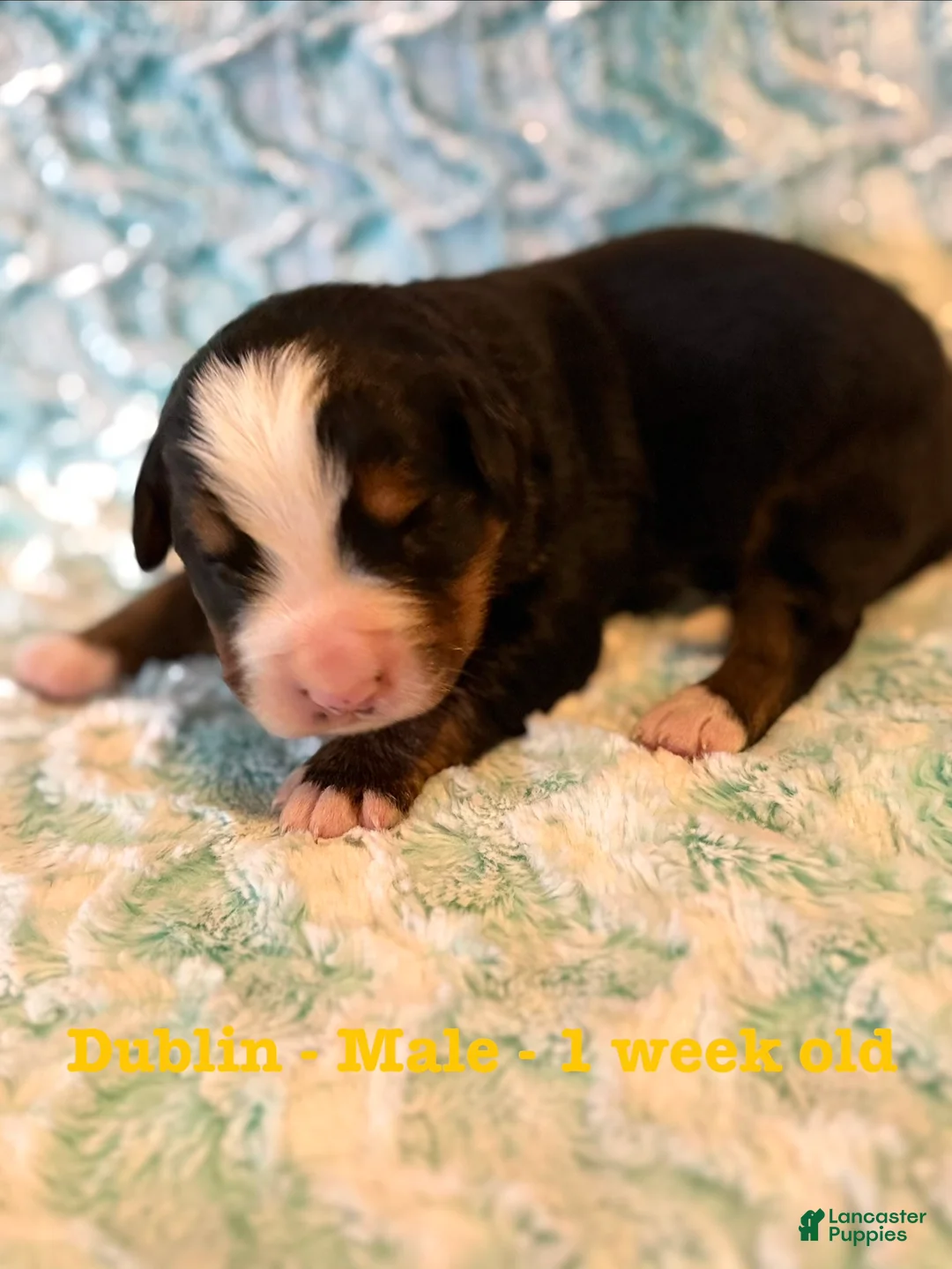 Bernese Mountain Dog dogs for sale: Dublin - Ad 1