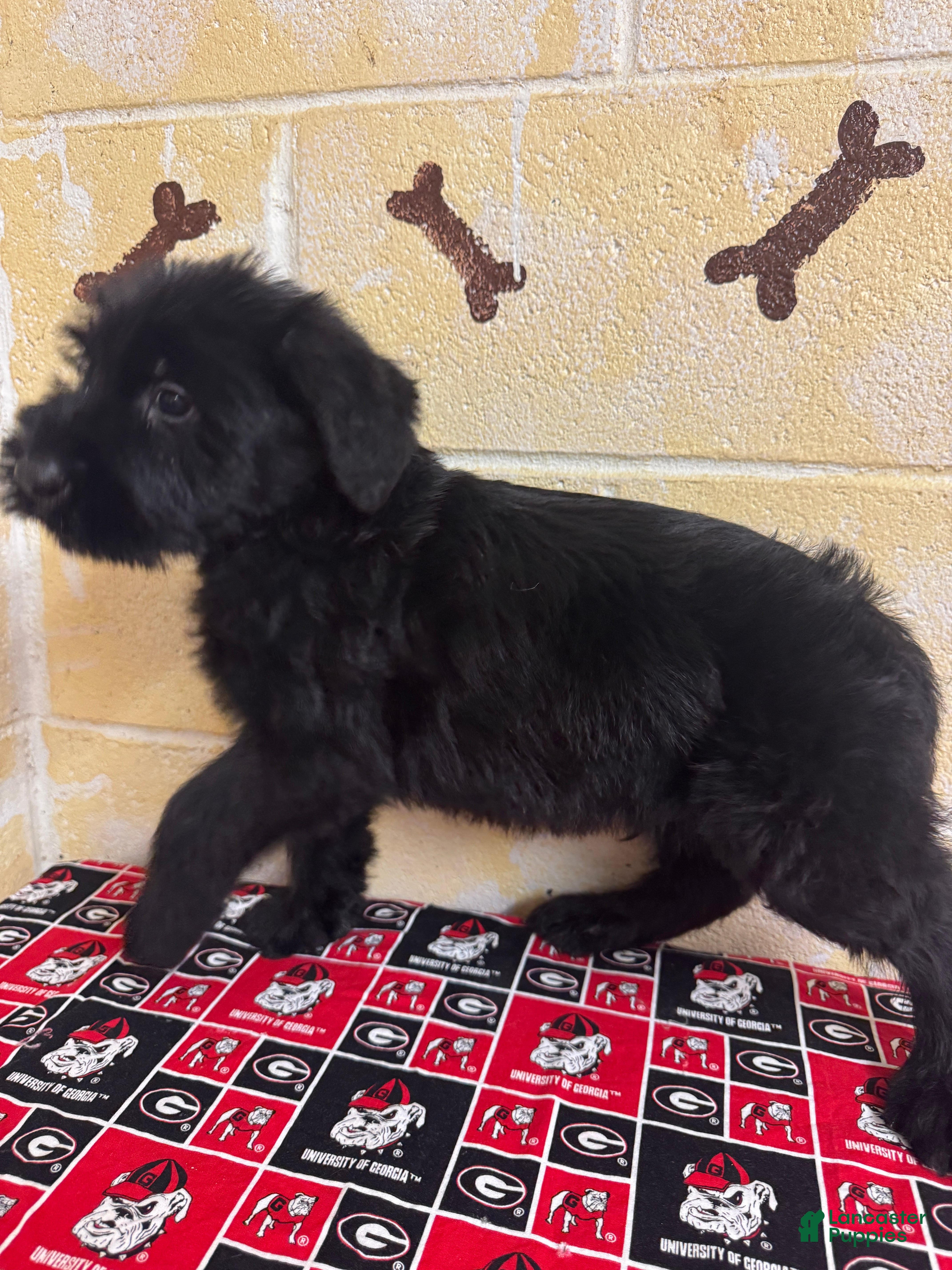 Giant Schnauzer dogs Thomas - Ad 4