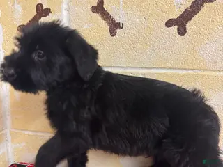 Giant Schnauzer dogs Thomas - Ad 4