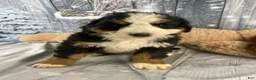 Bernese Mountain Dog dogs for sale: June - Ad 7
